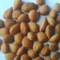 山杏核苦核
