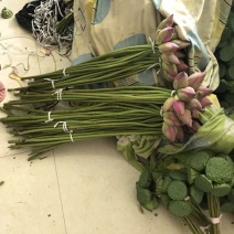荷花60cm以上