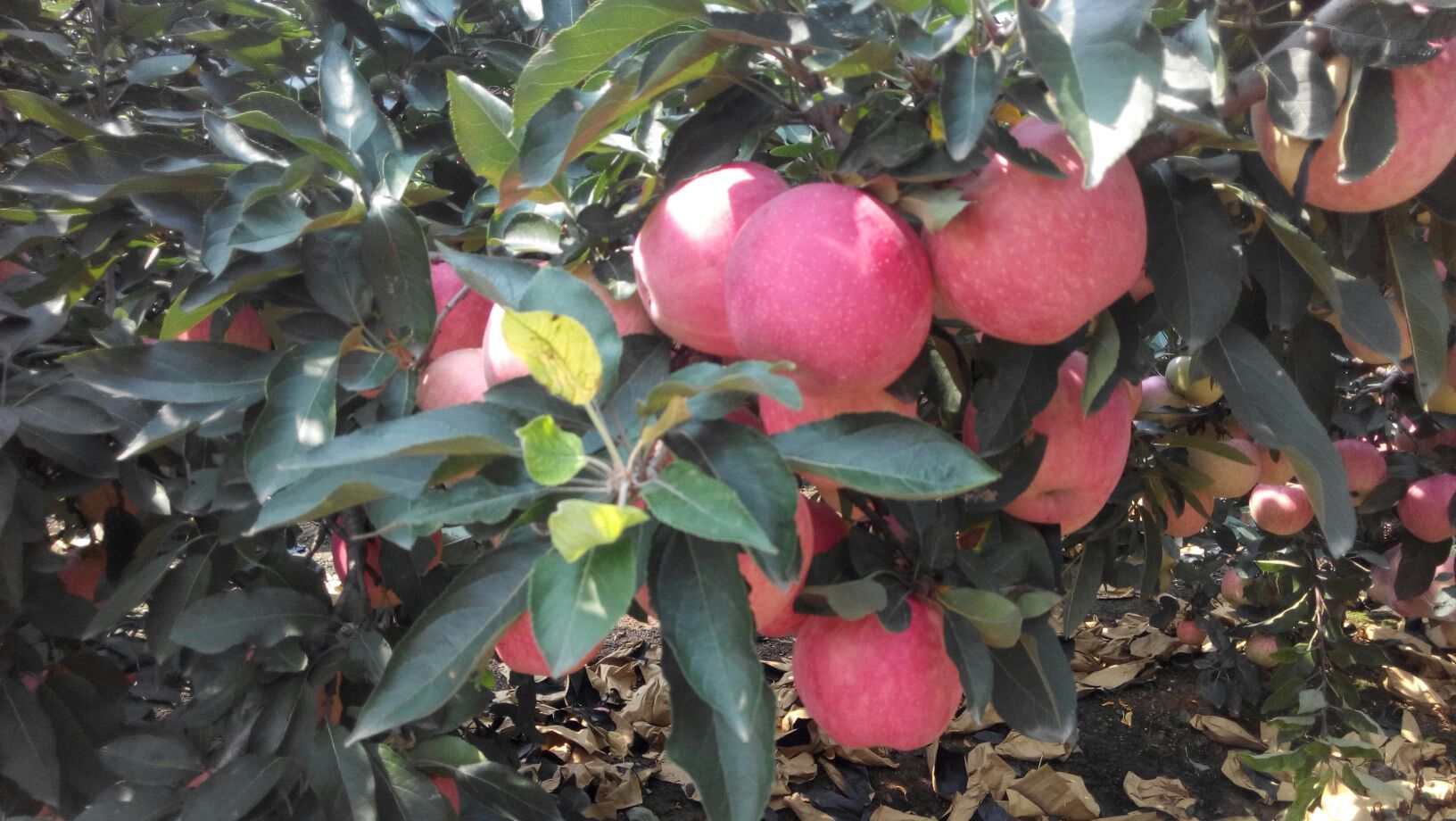 一棵苹果树上结满成熟的美八苹果,果实圆润饱满,表皮呈现出红黄相间的自然条纹,阳光照射下显得晶莹剔透,部分叶片轻轻遮挡果实,展现自然生态的果园场景 果园中的美八苹果特写