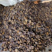 松蘑特级