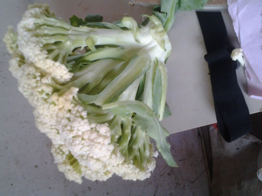 切开的白面青梗松花菜横截面特写,花球呈蜂窝状疏松结构,颜色洁白,茎部维管束清晰可见,呈青白色渐变,刀口平整,背景为木质砧板,旁边配有小勺作为尺寸参照 白面青梗松花菜切开展示内部结构