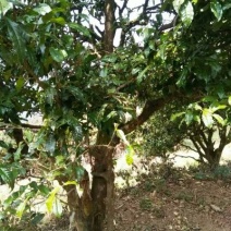 百年大树茶二级