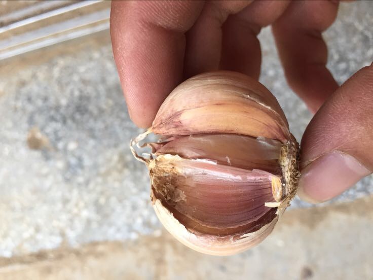 大蒜摇晃去皮过程特写