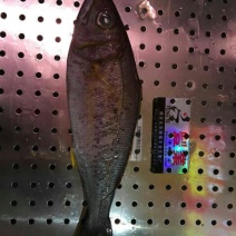 黄翅鱼
