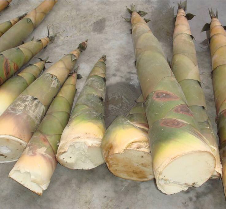 新鲜采摘的苦竹笋,外皮呈黄褐色,带有深色斑纹,笋尖紧实未展开,切开后可见乳白色笋肉,质地紧密,周围有少量泥土残留,背景为山林环境 苦竹笋的外观特写