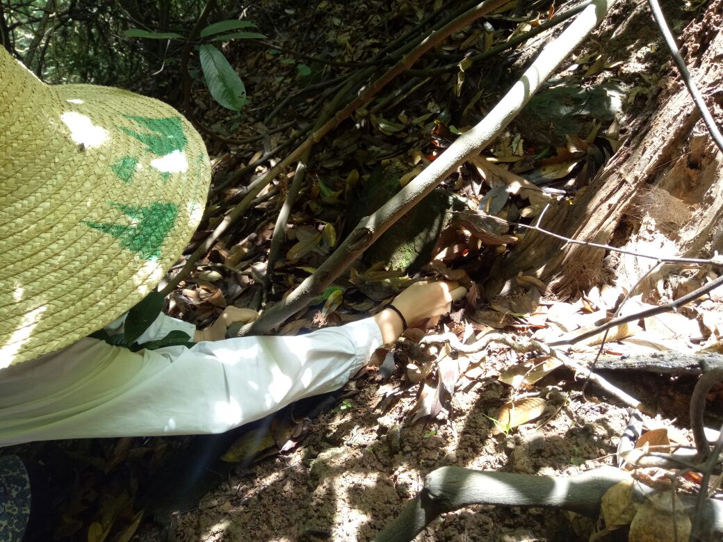 黑灵芝采集者在森林中发现灵芝