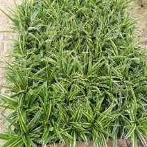吊兰30~50cm