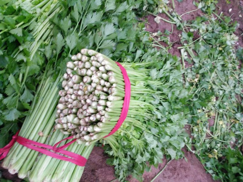 美国西芹法国皇后芹菜大叶