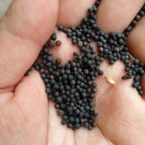 油菜籽3