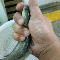 马鬃鱼1~2斤