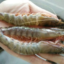 基围虾食用活虾