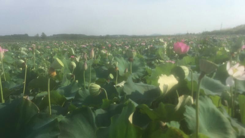湘莲种植基地全景