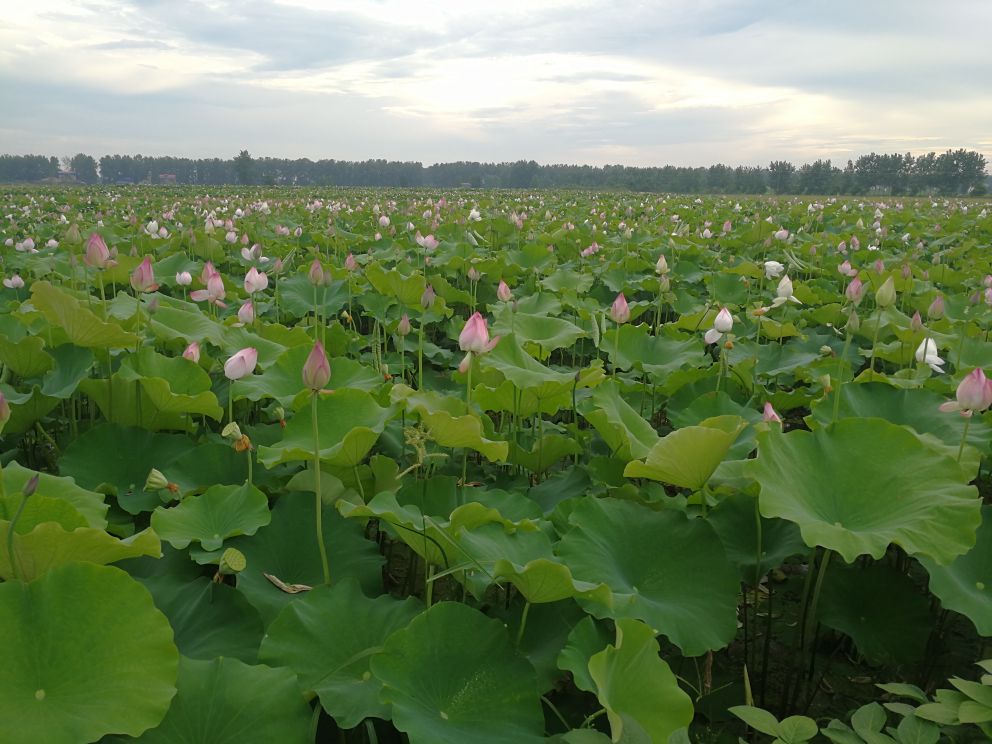 湘莲生长周期示意图