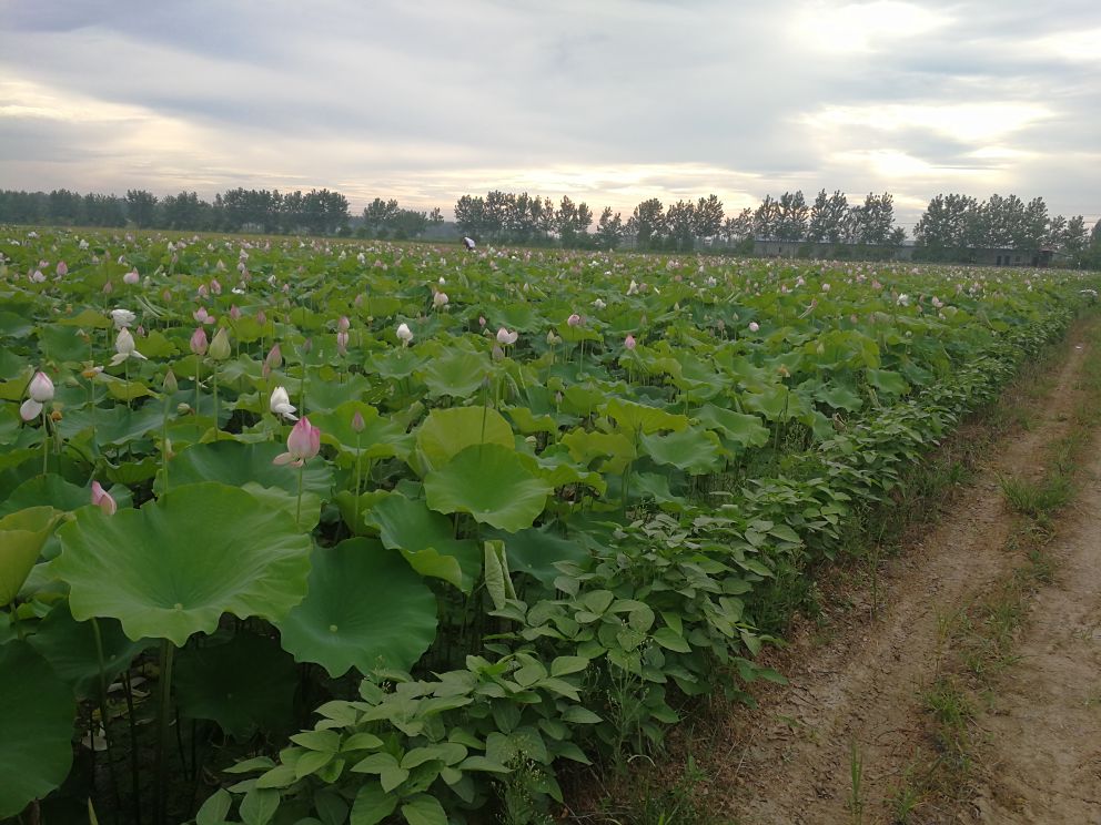 湘莲种植基地