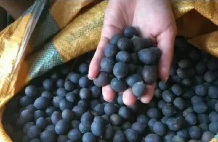 湘莲成熟期的莲蓬