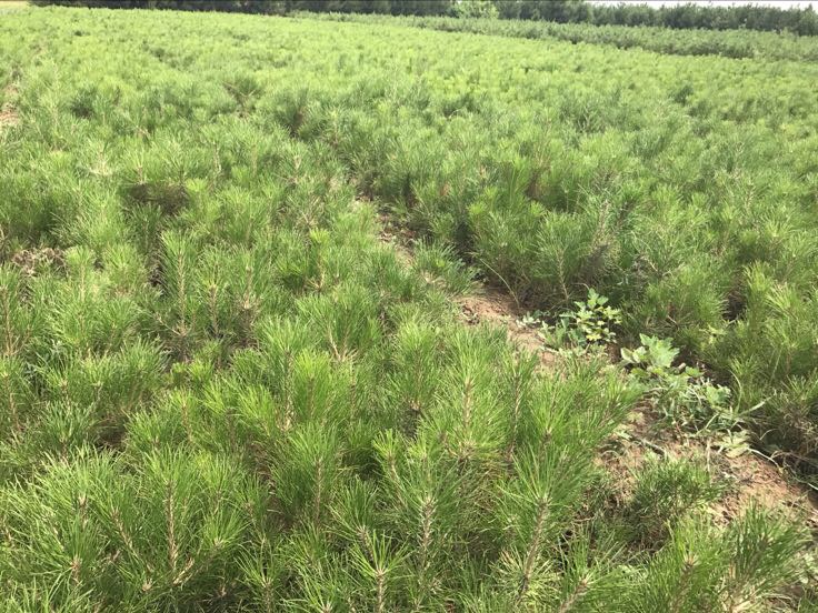 油松小苗种植基地