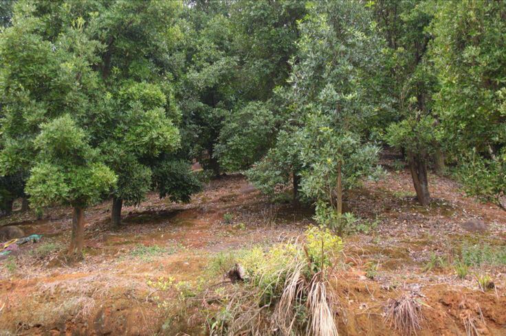 展示八角形建筑和停车标志,体现正八角在现实生活中的应用 八角形建筑与交通标志应用