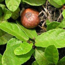 野地瓜2~4cm