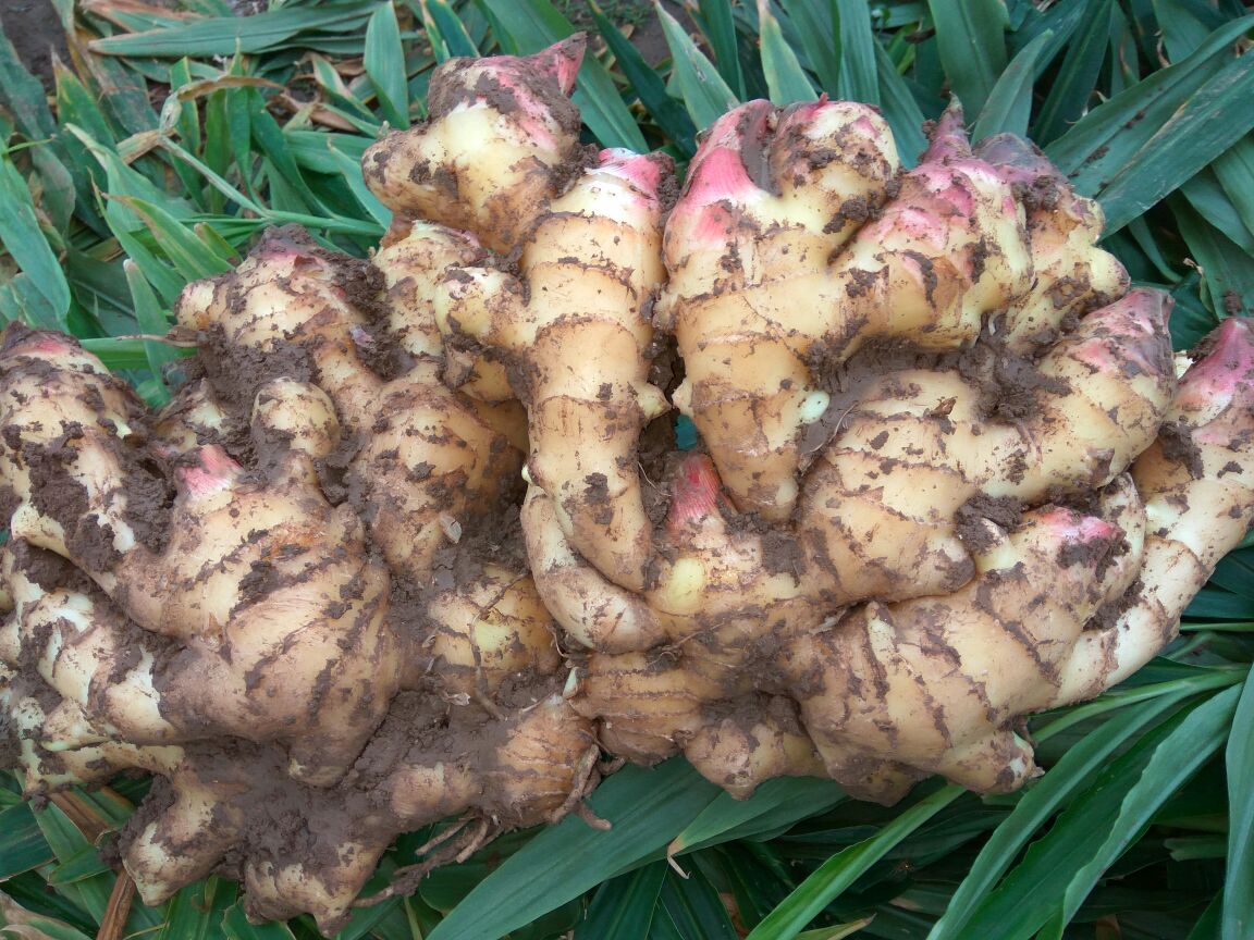 嫩生姜表面沾满泥土与细沙特写