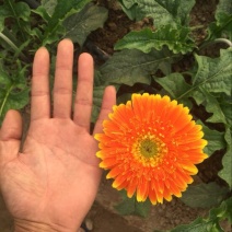 扶郎花