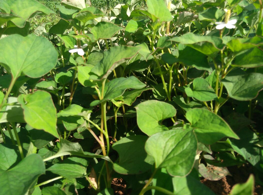 鱼腥草植株全貌生态图