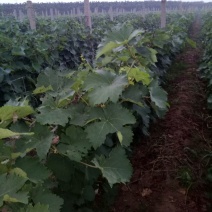 夏黑葡萄苗2年110~150cm