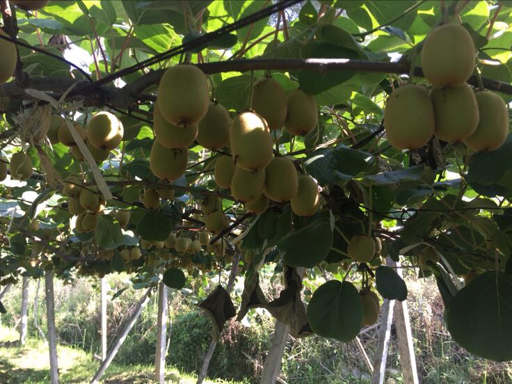 采摘工人正在检查成熟的黄心猕猴桃果实