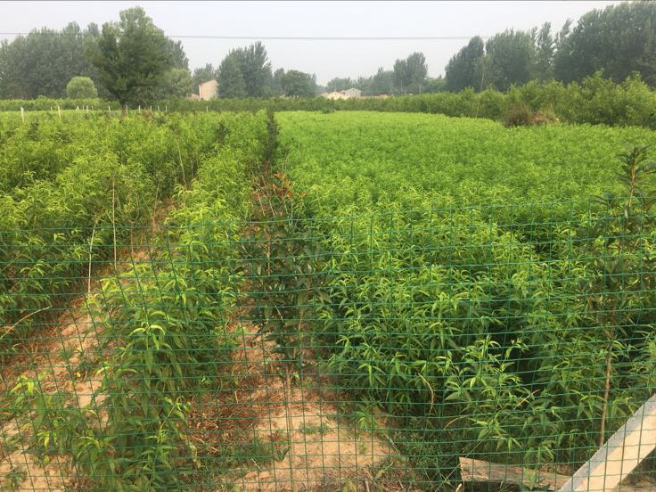 平邑黄桃果园航拍图