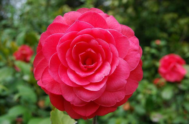 牡丹花型月季特写镜头