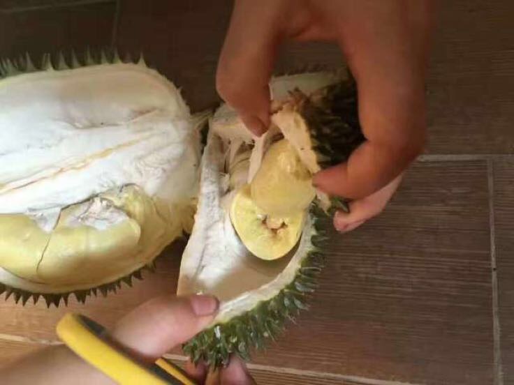 山竹底部瓣数展示