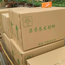 发财树带盆栽好