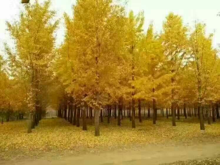 秋季山坡上的白皮松林,树皮呈银白色片状剥落,农民正在使用长杆敲打树枝进行松塔采收。地面铺满掉落的成熟松塔,多名工人正在手工收集。远处有运输车辆待装,背景为黄土高原地貌,天气晴朗 白皮松松林秋季采收场景