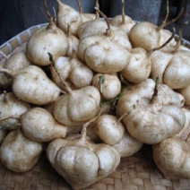 凉薯500~1000g