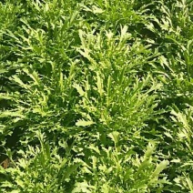 苦苣菜12~15厘米
