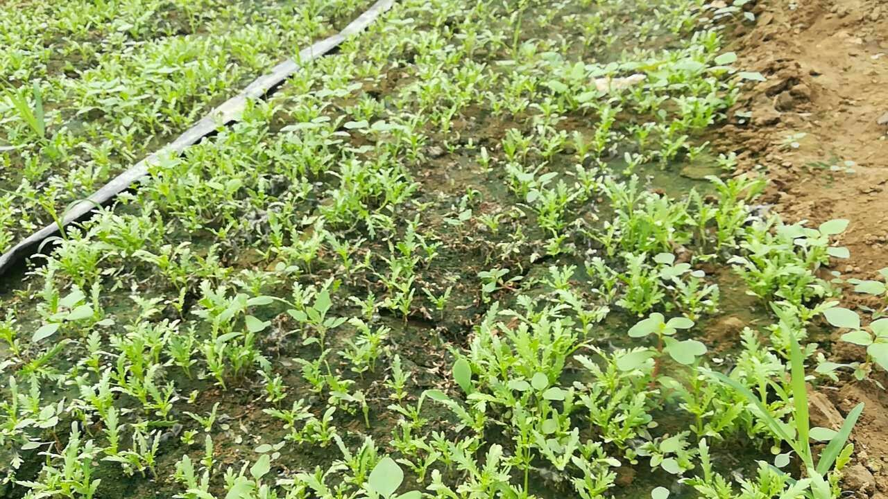 木茼蒿植物图