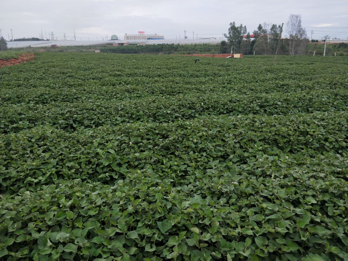 航拍贵州凯里鱼腥草种植基地,展示大面积绿色种植景象 鱼腥草种植基地航拍图