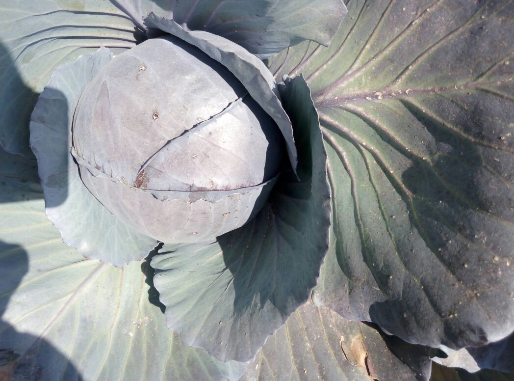 一个完整的紫甘蓝植株,呈圆形紧实结构,外层叶片为深紫红色,内层颜色稍浅,表面光滑有蜡质层,背景为田园土壤环境 紫甘蓝整体外观特写