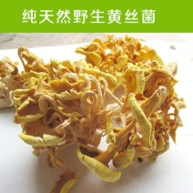 黄丝菌野生