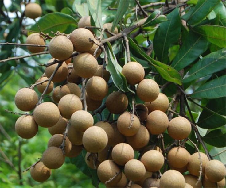 龙眼果实在枝头