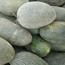 伽师瓜3斤以上长圆形