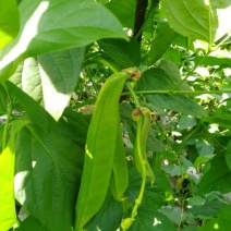 蔓生刀豆10~15cm