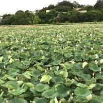 莲蓬8cm以上