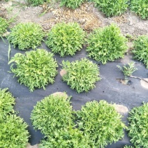 苦菊15~20cm