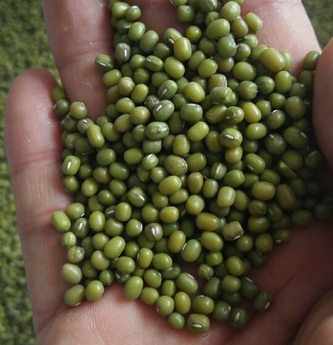 [芽豆批发]芽豆 食用价格670.00元/件 - 一亩田