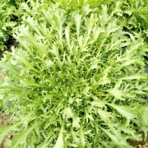 苦菊15~20cm