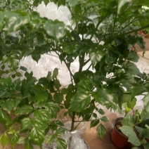 幸福树30~50cm
