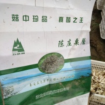 干栗蘑