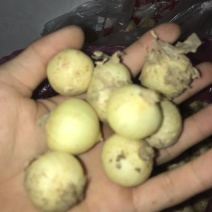 荞头2~3公分