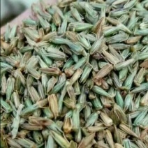 牛膝种子