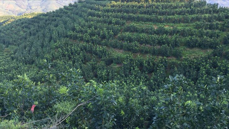 琯溪蜜柚核心产区航拍图